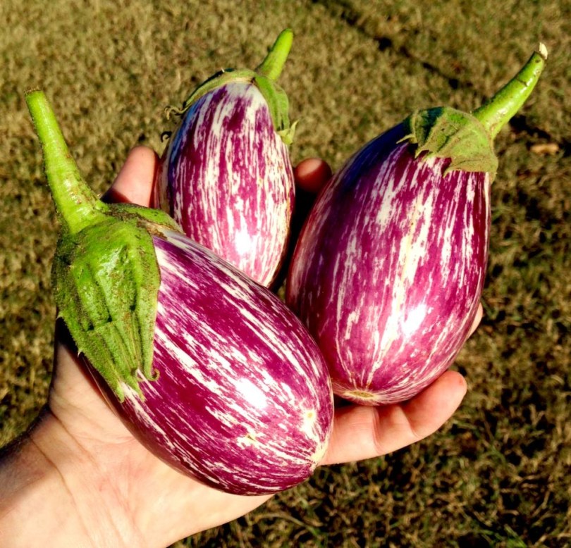 Edirne Purple Striped padlizsán - török tájfajta, Solanum melongena, padlizsán